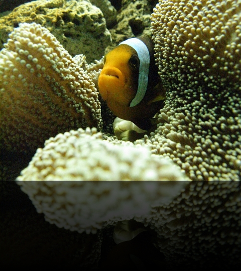 Manila-Oceanarium-05